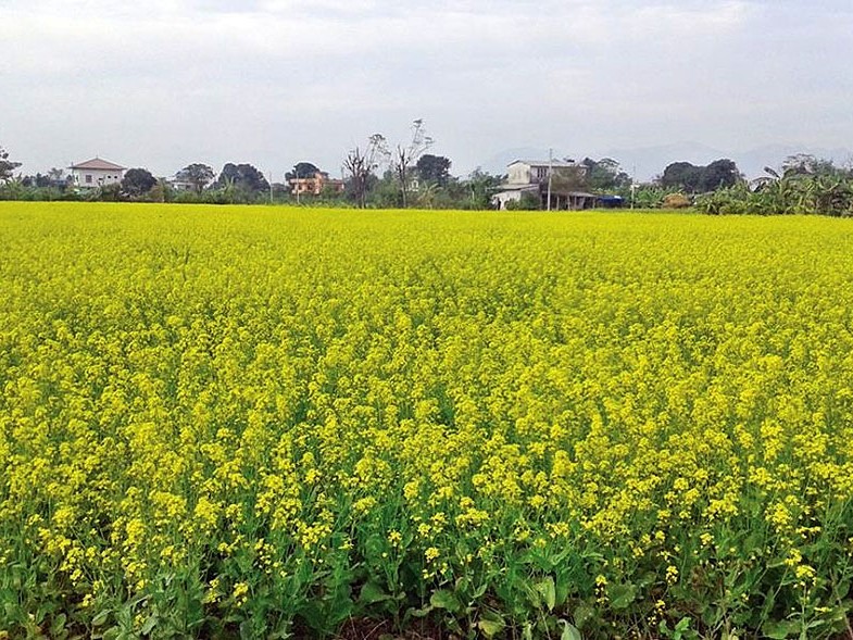 तेलहन खेती बढ्यो